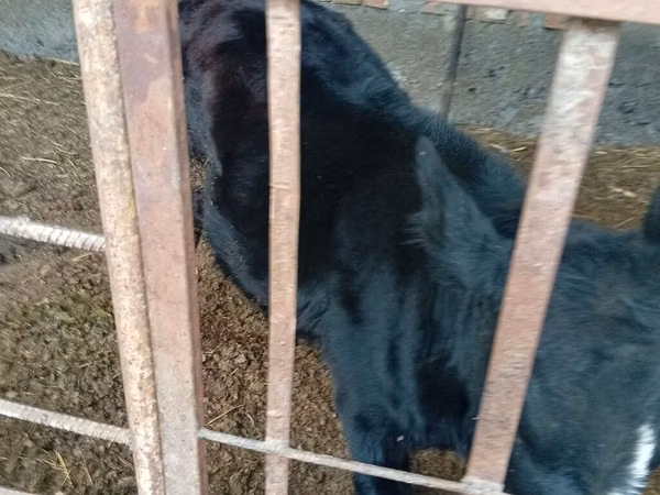 Býk, Swiss cattle