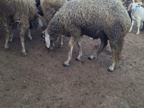 Qoʻchqor, Baerchuke sheep