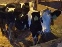 Bull, Simmental cattle — photo 2