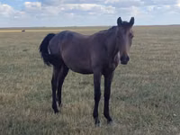 ცხენები (პარტია, სქესი არ არის მითითებული), Horse breed — ფოტო 4