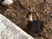 Domestic Muscovy — 1-rasm