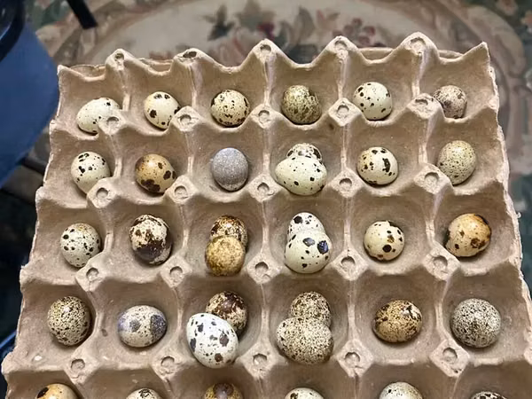 Quails