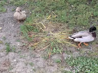 Ducks — photo 7