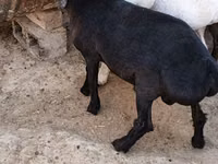 Cabras (lote, sexo no especificado), Cabras — foto 4
