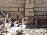 Geese — foto 3