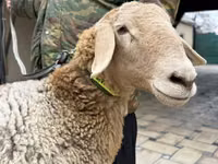 Ovce, Arashan sheep — foto 4