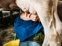 ძროხა, Swiss cattle — ფოტო 6