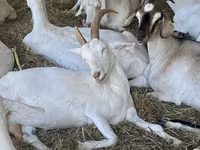 बकरी, Nubian Goat — फ़ोटो 3