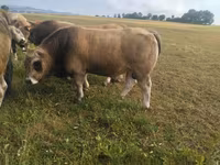 ხარი, Aubrac cattle — ფოტო 2