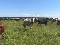 母牛, Holstein breed — 照片 1
