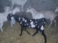 თხა, Beetal goats — ფოტო 6