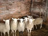 मेढ़ा, Katum sheep — फ़ोटो 1