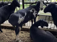 Ram, Sheep — photo 7