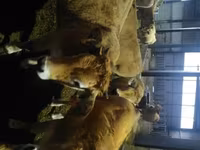 بقرة, Aubrac cattle — الصورة 3