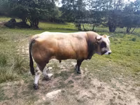 ثور, Aubrac cattle — الصورة 2