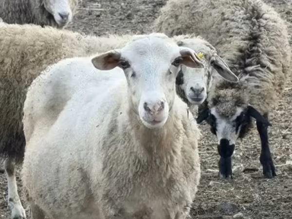 भेड़, Katum sheep
