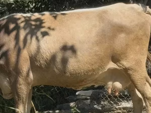 Cow, Cattle