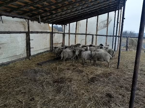 كبش, Romanov sheep