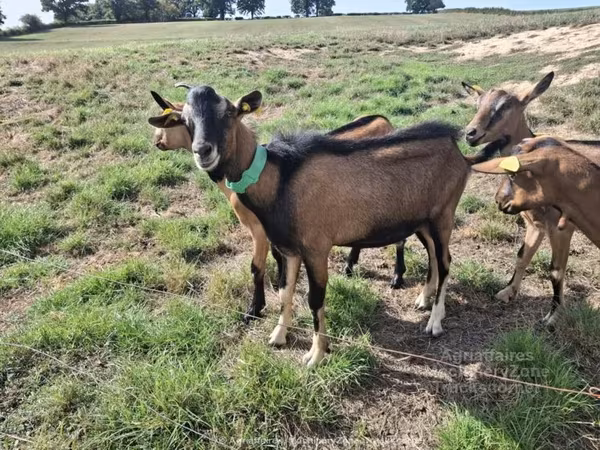 Ziege, Alpine goat