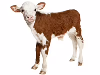 Premixuri pentru animale şi păsări / Премиксы для птиц и животных — foto 5