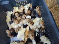 Chickens — photo 3