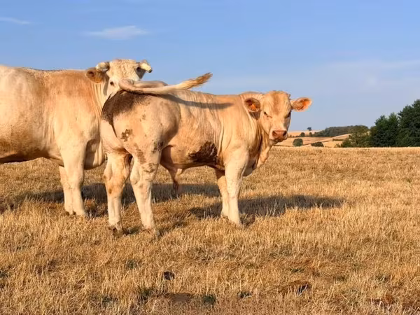 ხარი, Charolais cattle