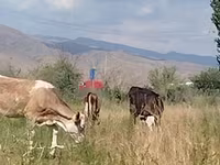 गाय, Red Estonian cattle — फ़ोटो 4