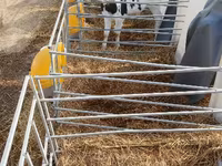 Bull, Swiss cattle — photo 3