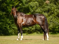 კვიცი, American paint horse — ფოტო 7