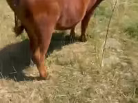 Cow, Cattle — photo 4