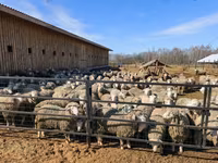 मेढ़ा, Kuibyshev sheep — फ़ोटो 3