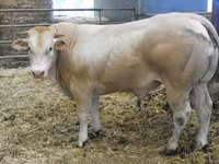 Toro, Blonde d’Aquitane cattle — foto 1
