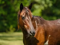 კვიცი, American paint horse — ფოტო 5