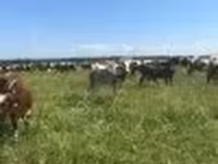 母牛, Holstein breed — 照片 4