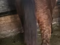 公马, Horses — 照片 3