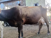 ძროხა, ალათაუსური ჯიში — ფოტო 1