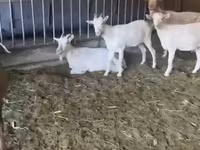Cabra, Pomellata goat — foto 3