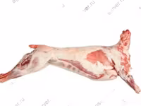 मेढ़ा, Katum sheep — फ़ोटो 3