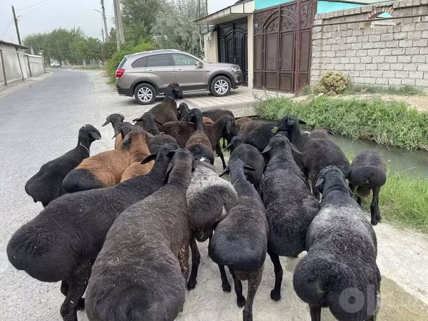 Баран, Бараны