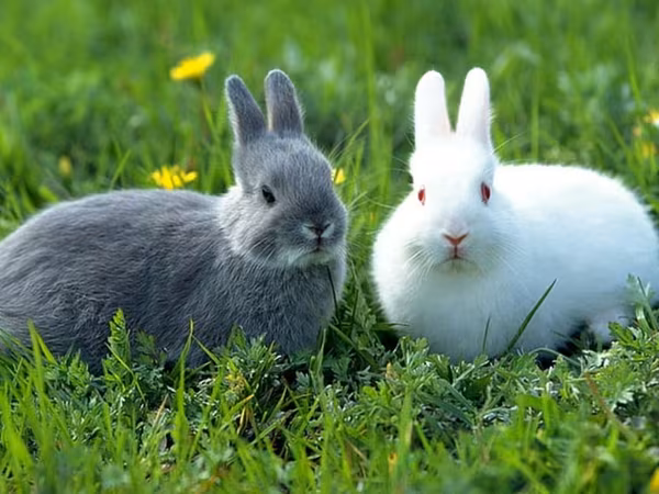 Vindem granule pentru animale si păsări in cantități mari sau mici