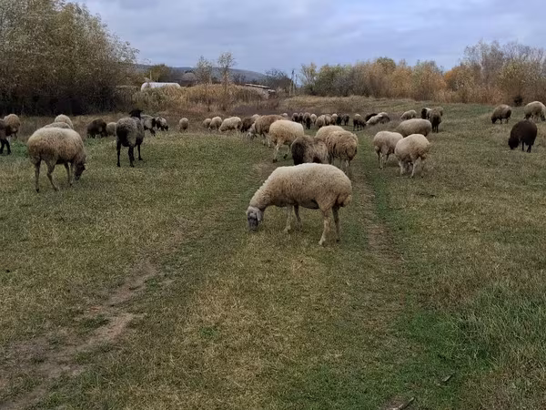 ცხვარი, ცხვრები