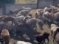 ვერძი, ცხვრები — ფოტო 8