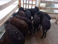 ცხვარი, Tajik sheep — ფოტო 1