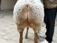 भेड़, Awassi sheep — फ़ोटो 6
