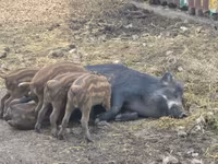 Säue, Schweine — Foto 1