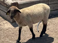 Carnero, Hampshire sheep — foto 2