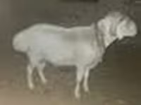 Carnero, Rhon sheep — foto 7
