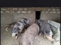 Verro, Cerdos — foto 1