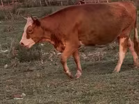 ძროხა, Latvian Blue cattle — ფოტო 2