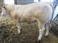 Toro, Blonde d’Aquitane cattle — foto 4